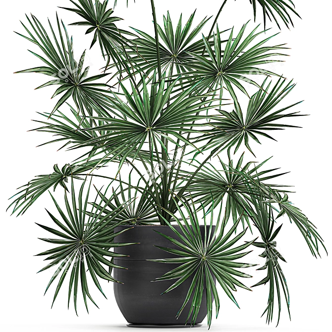 Exotic Palm Collection: Livistona, Coccothrinax, Thrinax 3D model image 2