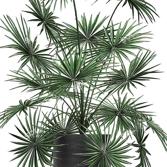 Exotic Palm Collection: Livistona, Coccothrinax, Thrinax 3D model image 3