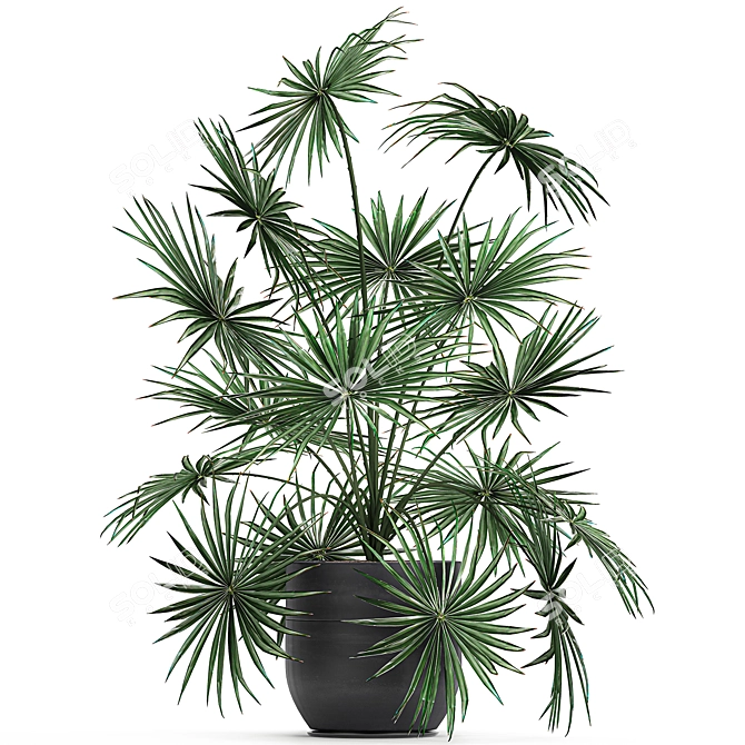 Exotic Palm Collection: Livistona, Coccothrinax, Thrinax 3D model image 4