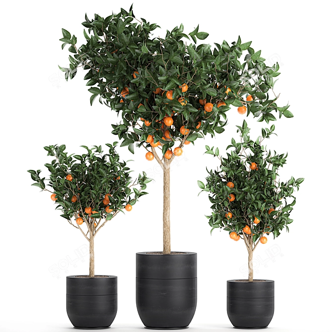 Exotic Citrus Orange Tree: Indoor/Outdoor Decor 3D model image 1