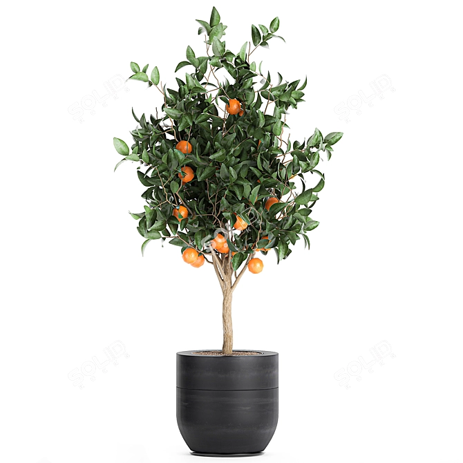 Exotic Citrus Orange Tree: Indoor/Outdoor Decor 3D model image 4