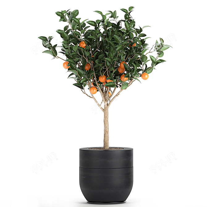 Exotic Citrus Orange Tree: Indoor/Outdoor Decor 3D model image 6