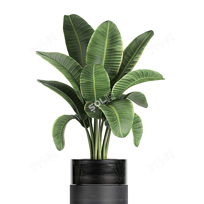 Exotic Banana Palm in Black Vase 3D model image 2