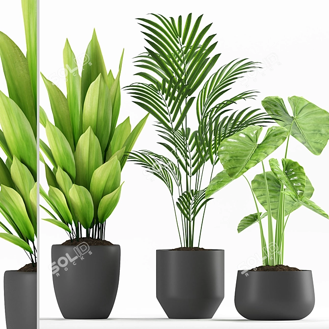 Exotic Palm Majesty & Alocasia Plant Set 3D model image 1