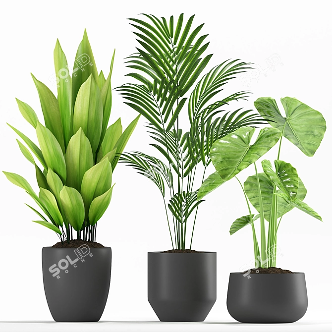 Exotic Palm Majesty & Alocasia Plant Set 3D model image 2