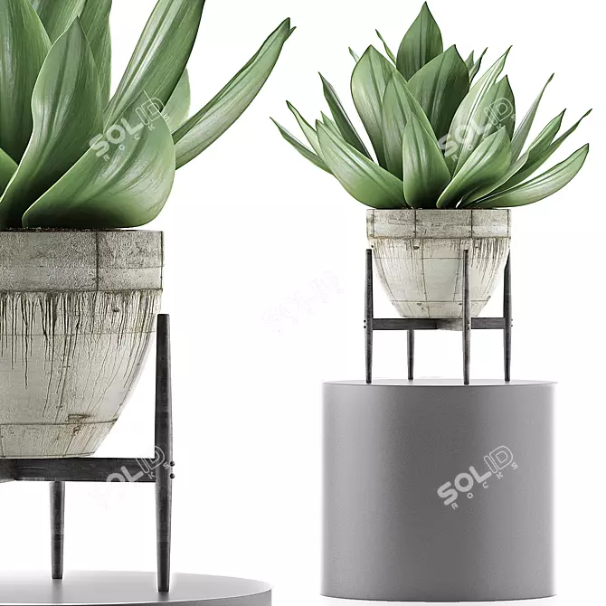 Concrete Planter Agave: Outdoor Plant Collection 3D model image 1