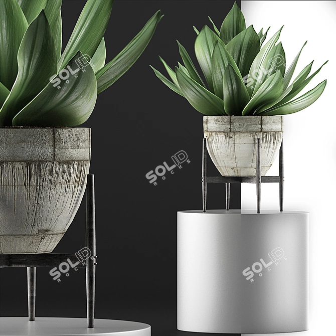 Concrete Planter Agave: Outdoor Plant Collection 3D model image 3