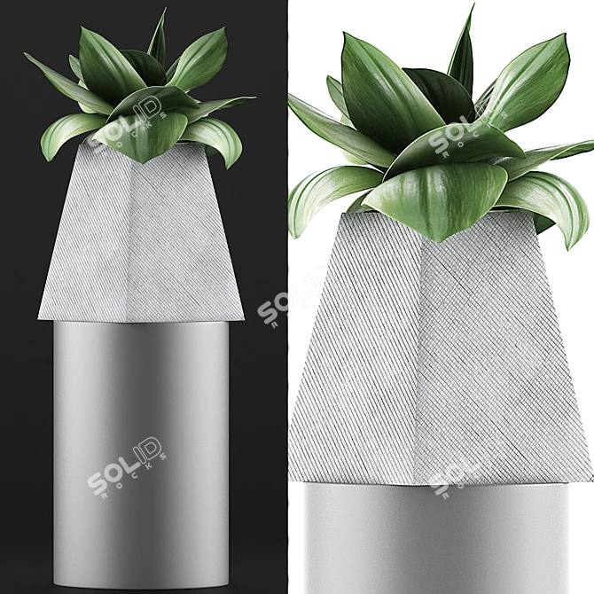 Sleek Agave Plant Collection 3D model image 3