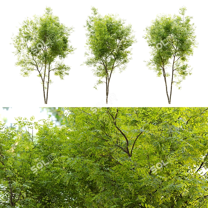 Fraxinus Pennsylvanica Summit: 10m Height, High Poly 3D Model 3D model image 2