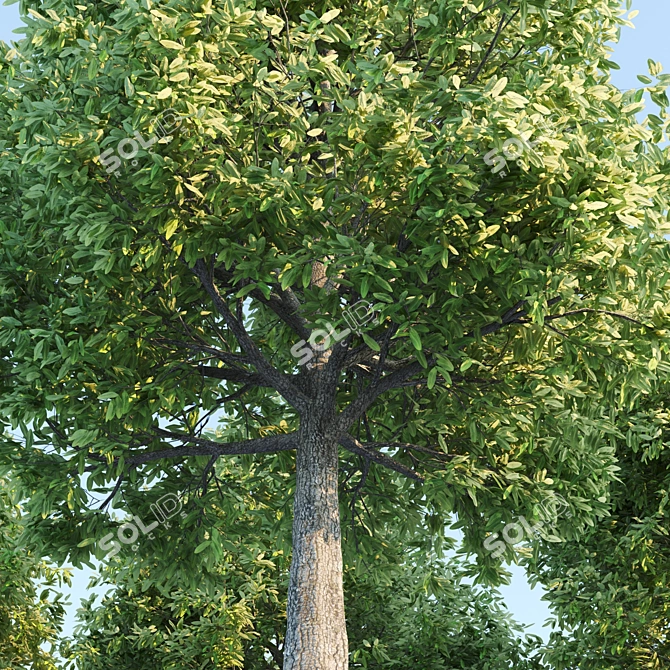 Elegant Oak Tree Sculpture 3D model image 2