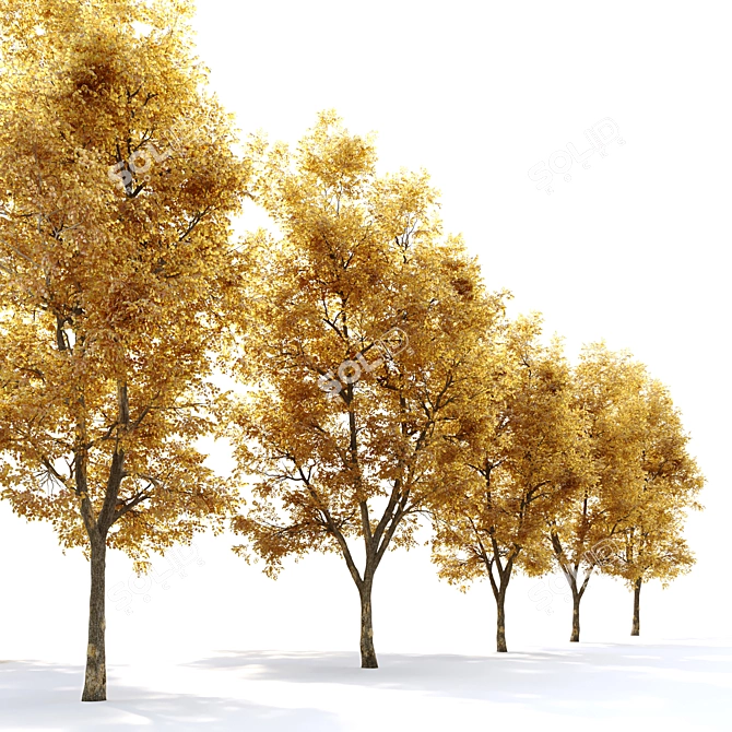 Autumnal Beauty: Alnus Glutinosa 3D model image 3