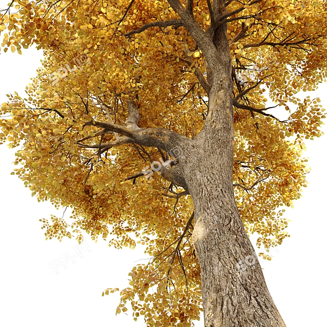 Autumnal Beauty: Alnus Glutinosa 3D model image 4