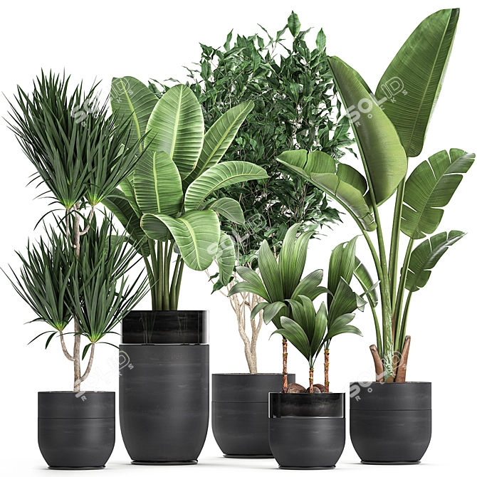 Exotic Plant Collection: Indoor & Outdoor Decor 3D model image 1