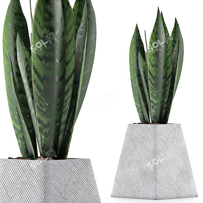 Modern Agave Plant Collection 3D model image 1