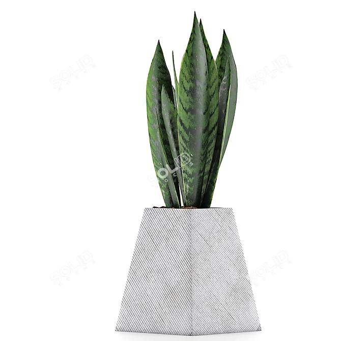 Modern Agave Plant Collection 3D model image 2