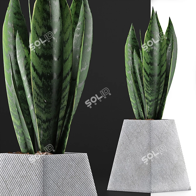 Modern Agave Plant Collection 3D model image 3