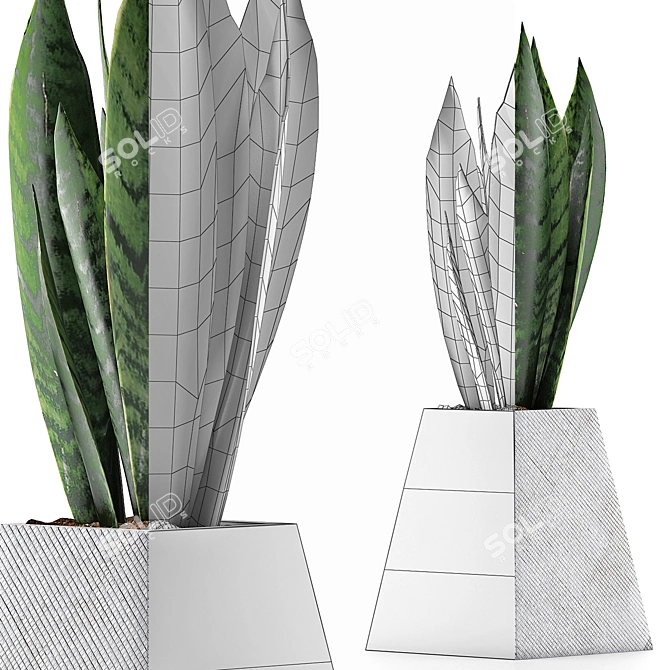 Modern Agave Plant Collection 3D model image 4