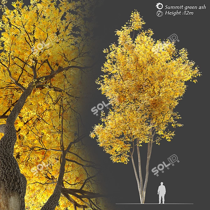 Autumn Summit Green Ash Tree 3D model image 1