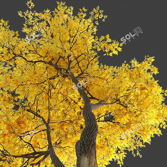 Autumn Summit Green Ash Tree 3D model image 2