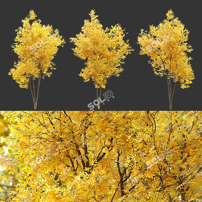 Autumn Summit Green Ash Tree 3D model image 3