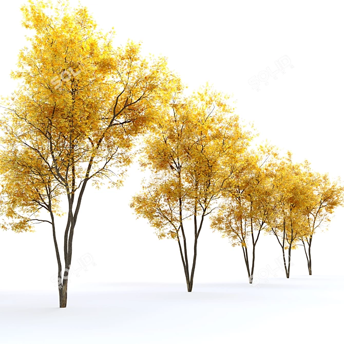 Autumn Summit Green Ash Tree 3D model image 4