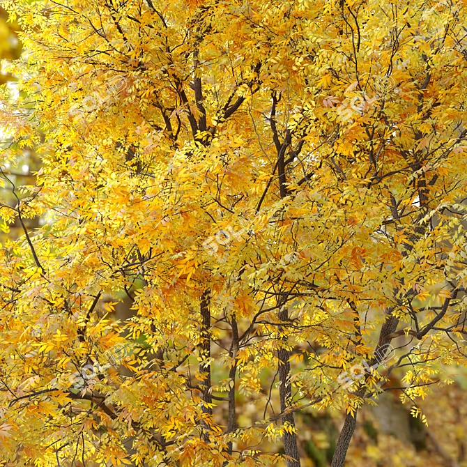 Autumn Summit Green Ash Tree 3D model image 5