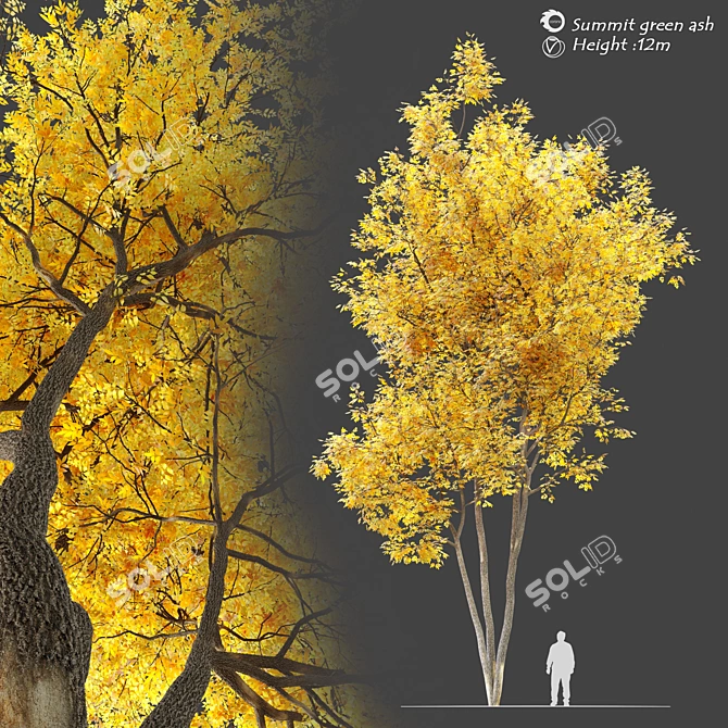 Autumn Summit Green Ash Tree 3D model image 6