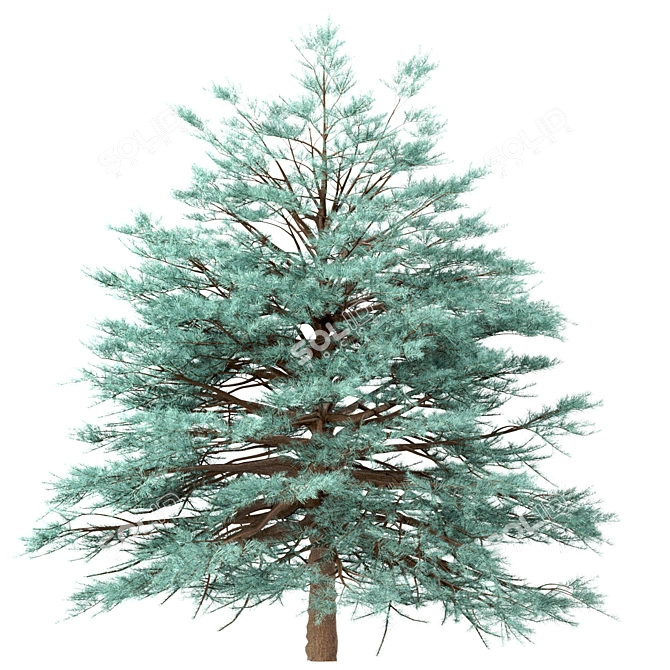 Blue Spruce Trio: Stunning Picea Pungens Set 3D model image 2