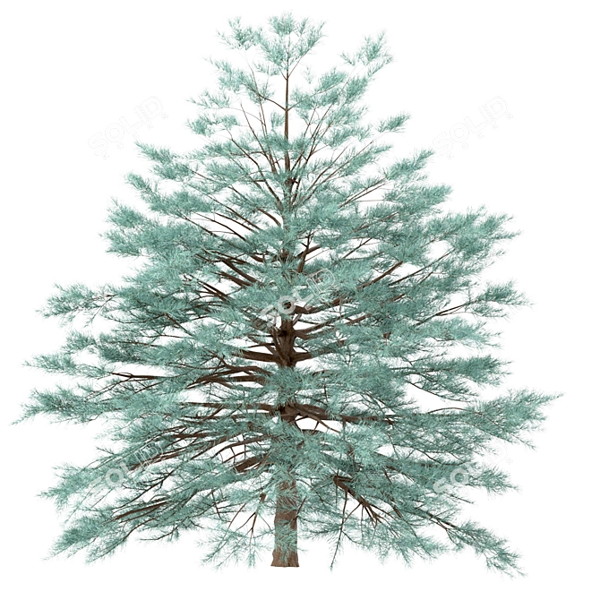 Blue Spruce Trio: Stunning Picea Pungens Set 3D model image 3