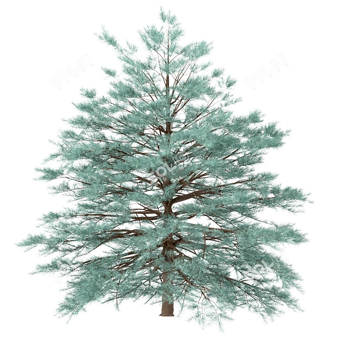 Blue Spruce Trio: Stunning Picea Pungens Set 3D model image 4