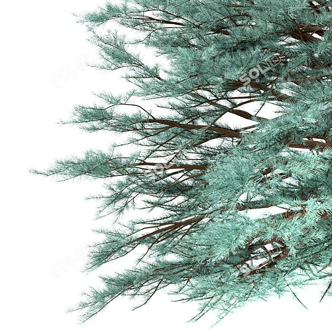 Blue Spruce Trio: Stunning Picea Pungens Set 3D model image 5