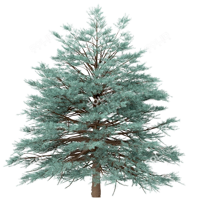 Blue Spruce Trio: Stunning Picea Pungens Set 3D model image 6