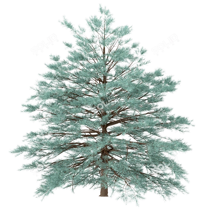 Blue Spruce Trio: Stunning Picea Pungens Set 3D model image 8