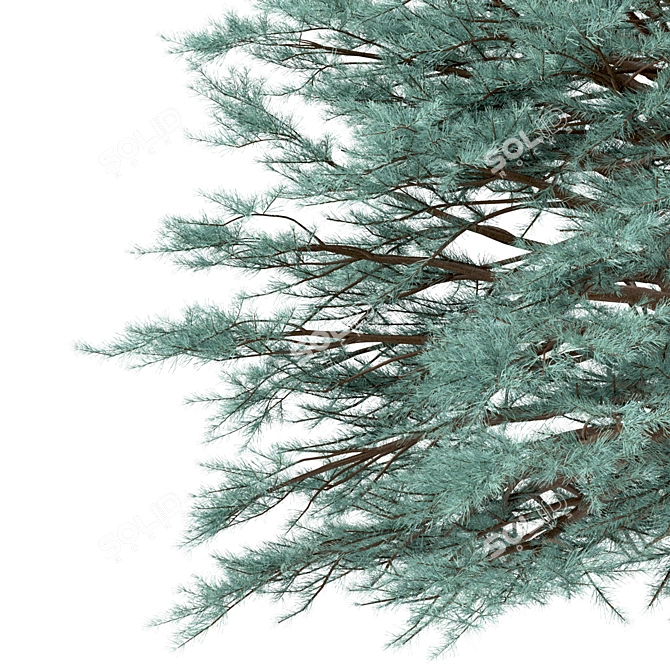 Blue Spruce Trio: Stunning Picea Pungens Set 3D model image 10