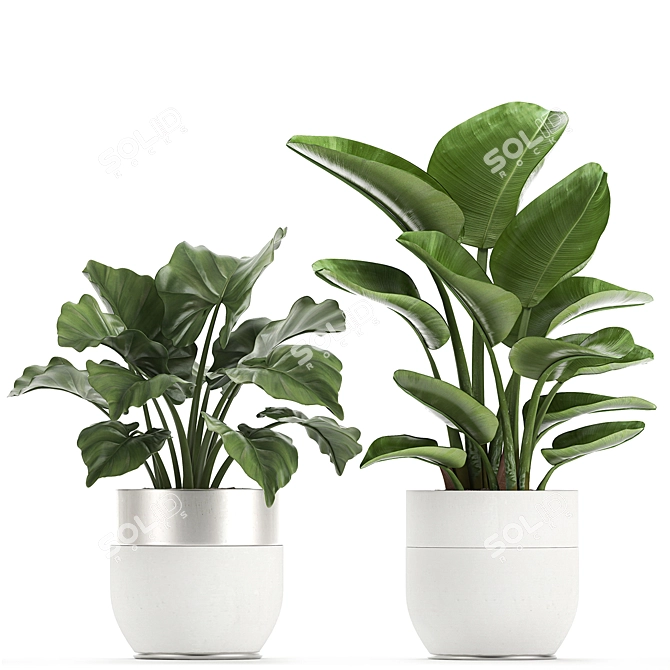 Exquisite Plant Collection in White Vases 3D model image 4