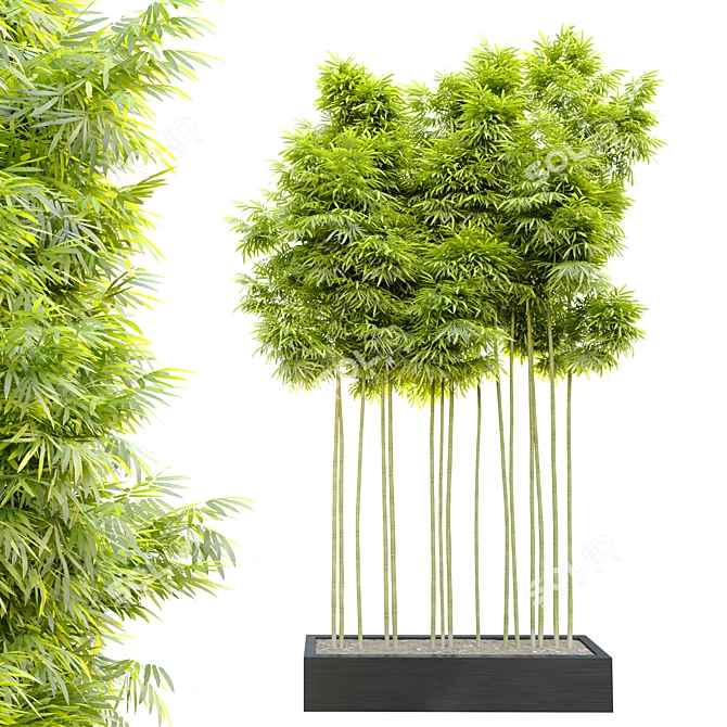 3m Height Bamboo Plant | Separated Branches & Pot 3D model image 1