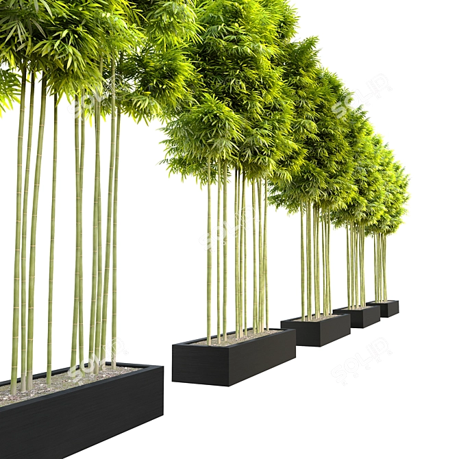 3m Height Bamboo Plant | Separated Branches & Pot 3D model image 2