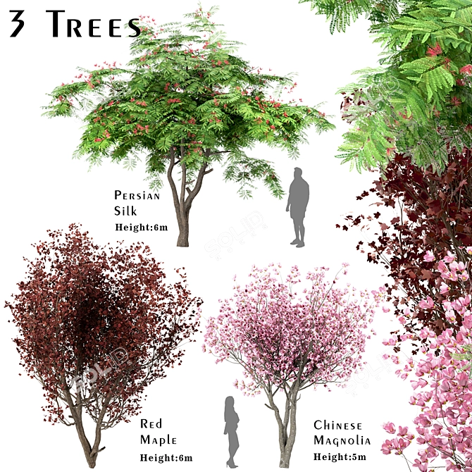 3 Tree Set: Red Maple, Chinese Magnolia & Persian Silk 3D model image 1