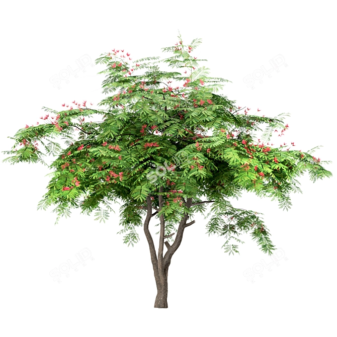 3 Tree Set: Red Maple, Chinese Magnolia & Persian Silk 3D model image 2