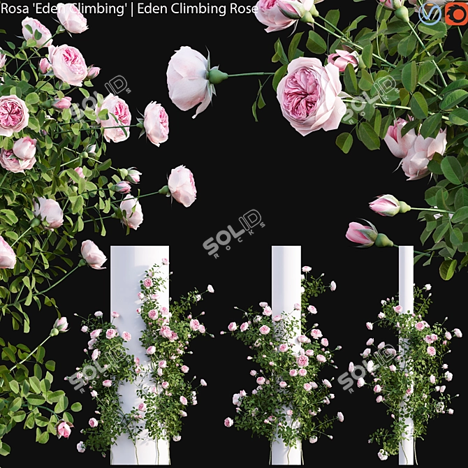 Archived 3D Models - Rose Climbing 3D model image 1