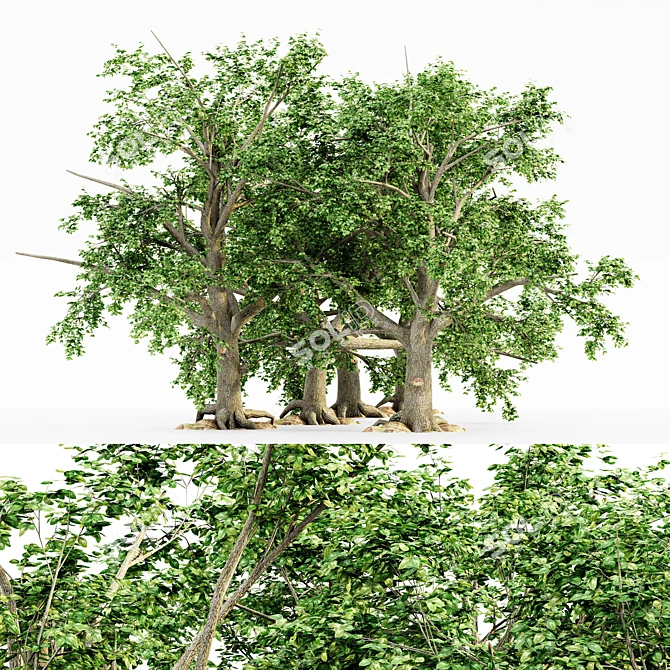 Leafy Assortment: 5 Broadleaf Trees 3D model image 1