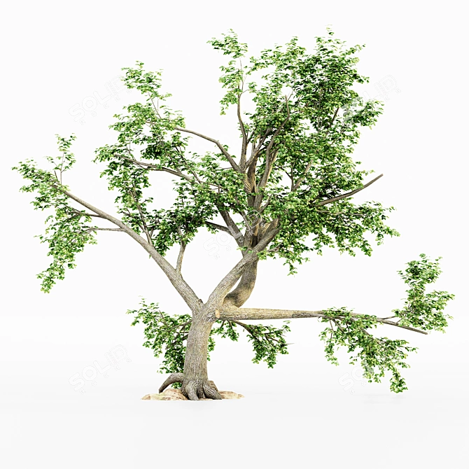 Leafy Assortment: 5 Broadleaf Trees 3D model image 4