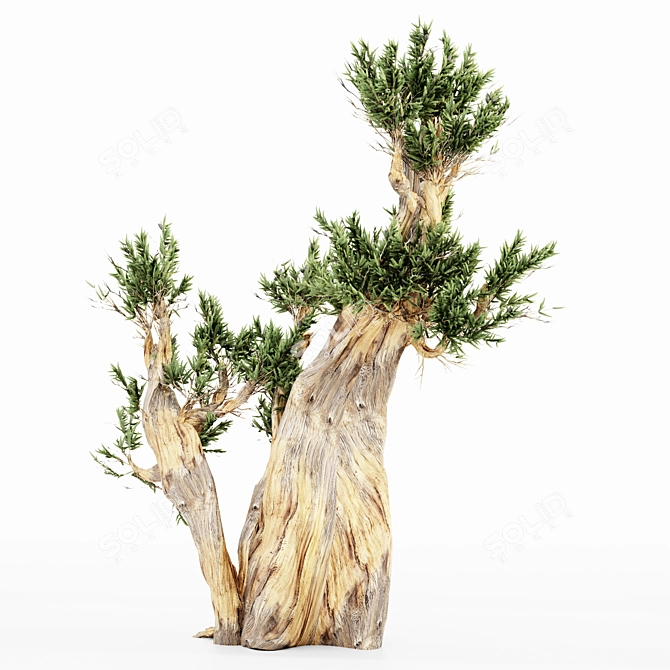 Majestic Bristlecone Pine Collection 3D model image 2