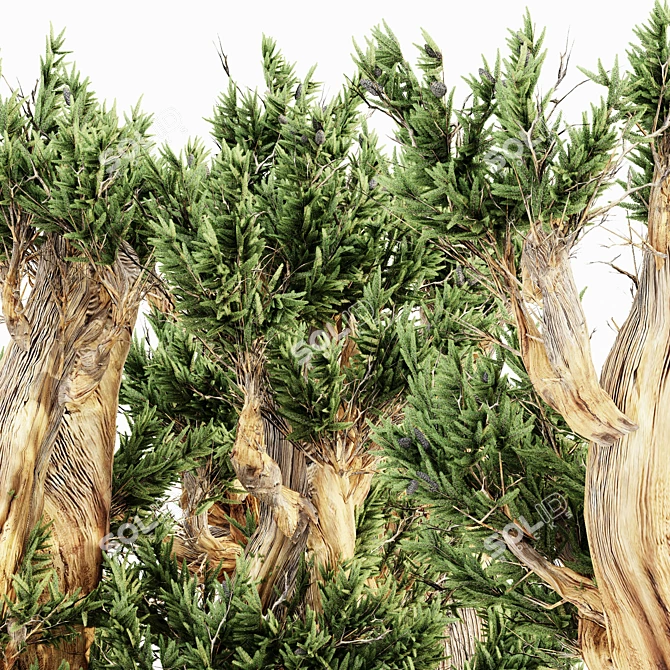 Majestic Bristlecone Pine Collection 3D model image 3