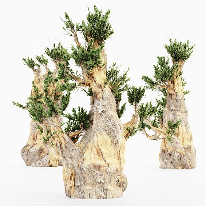 Majestic Bristlecone Pine Collection 3D model image 4