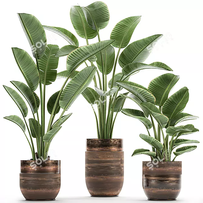 Title: Exotic Banana Palm - Plant Collection! 3D model image 1