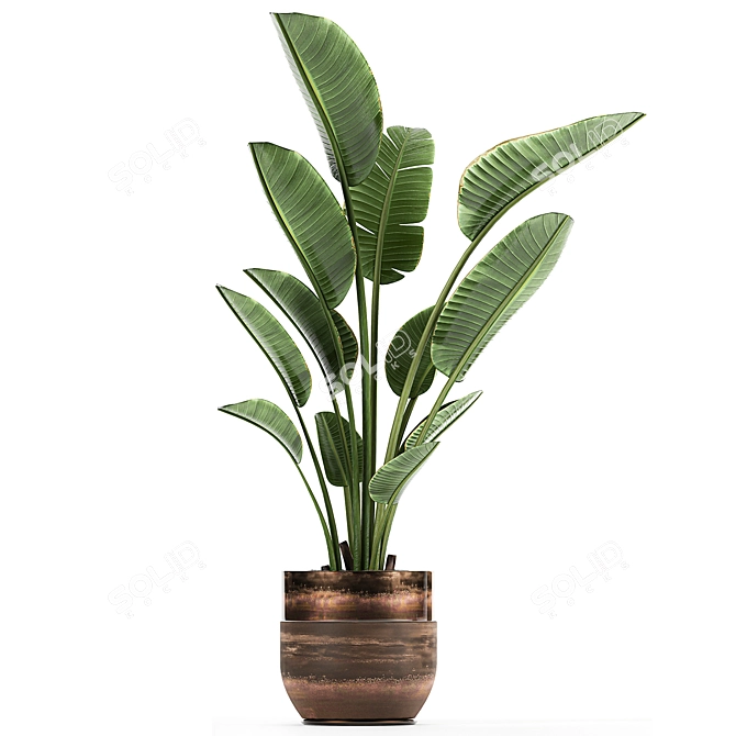 Title: Exotic Banana Palm - Plant Collection! 3D model image 2