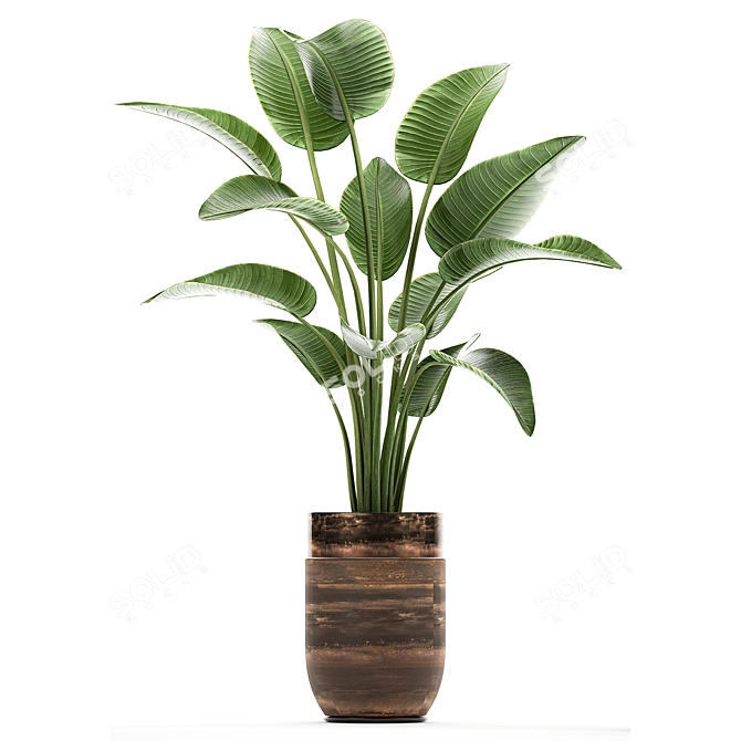 Title: Exotic Banana Palm - Plant Collection! 3D model image 3