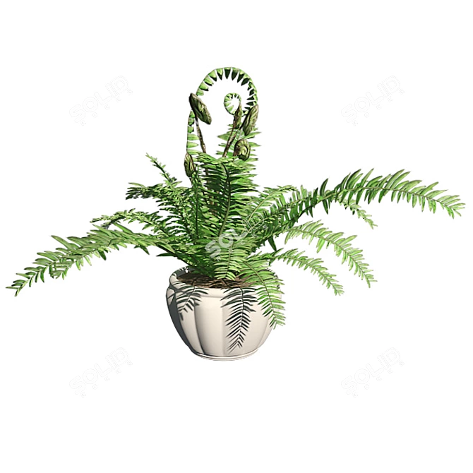 Lush Double Boston Fern: Incl. Pot 3D model image 2