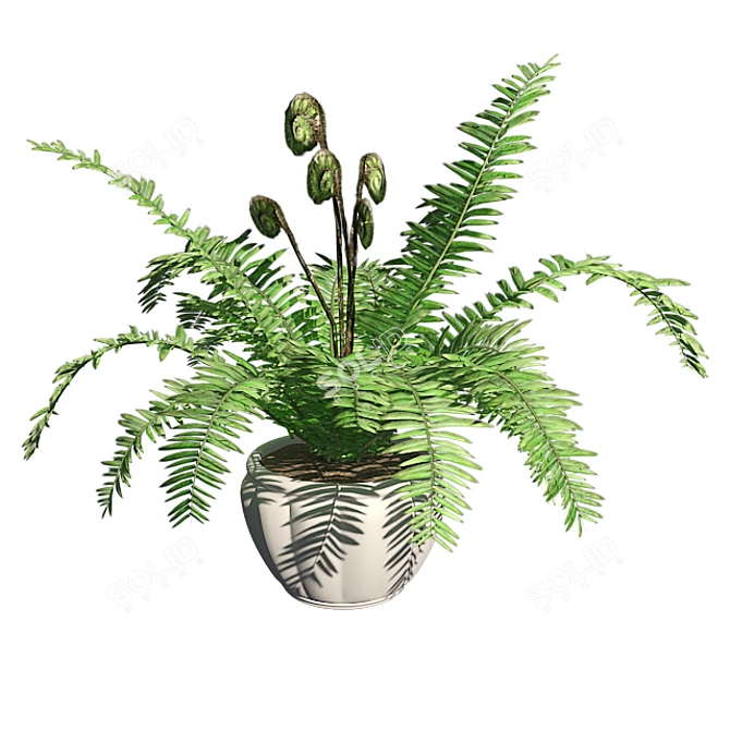 Lush Double Boston Fern: Incl. Pot 3D model image 3